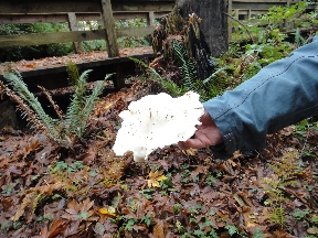 Large white mushroom